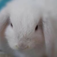 Profile klomka