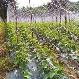 อวนค้างแตง ถั่ว บวบ มะระ