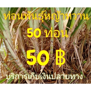 พันธุ์หญ้าหวานอิสราเอล พันธุ์หญ้าหวาน หญ้าหวานอิสราเอล ท่อนพันธุ์ ท่อนพันธุ์หญ้าหวาน