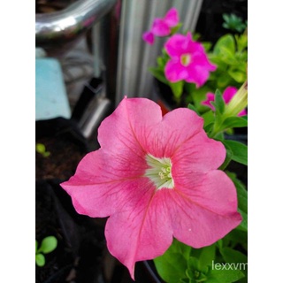 Petunia Seeds, Peach Pink, Flower Seeds #47เมล็ด/บ้านและสวน/ผู้ชาย/เด็ก/ดอกไม้/แม่และเด็ก/สร้อยข้อมือ/ดอกทานตะวัน/เมล็ด/