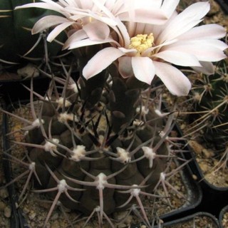 Gymnocalycium piltziorum STO1571 30เมล็ด .-79