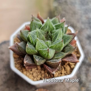 Haworthia obtusa hybrid ‘Maple’เมเปิ้ล A092