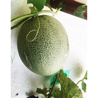 ชุดปลูกเมล่อน (Melon)