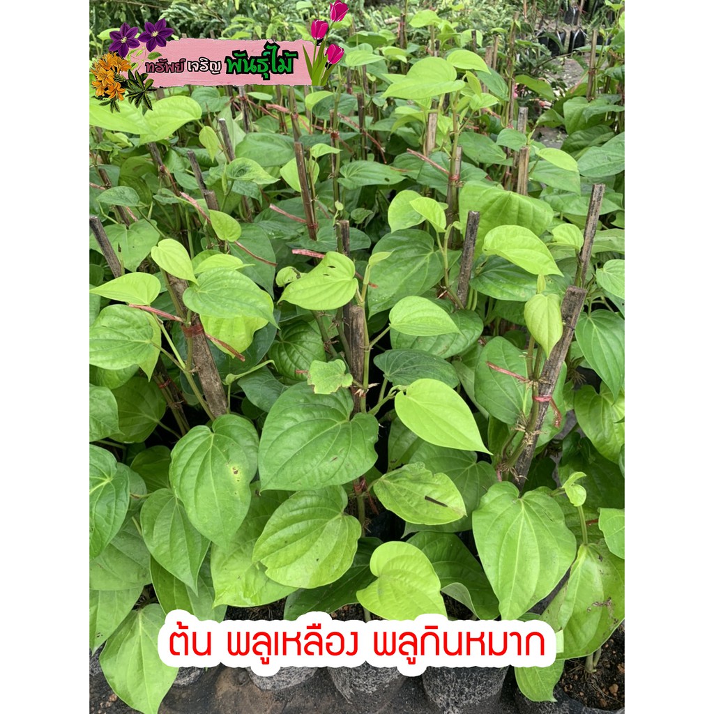 ต้นพลูเหลือง พลูกินหมาก ต้นแข็งแรงพร้อมปลูก พร้อมส่ง สำคัญกรุณาสั่งซื้อในเวลา12:00น.-00:00น.