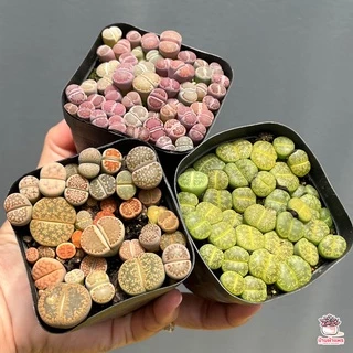 ไลทอป Lithop Mix แคคตัส กระบองเพชร cactus&succulents