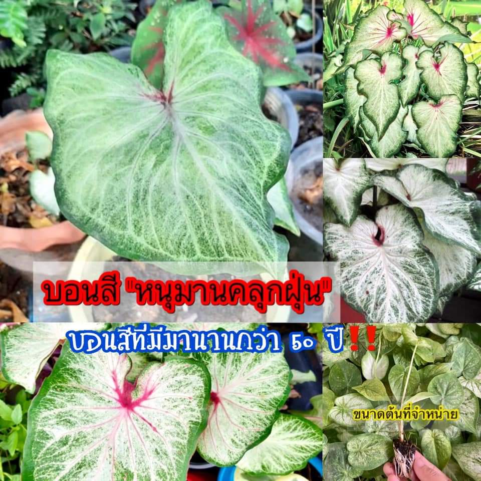 (1ต้น)(ขาย ต้นพันธุ์) ต้น บอนสีหนุมานคลุกฝุ่น หนุมานคลุกฝุ่น บอนสี ต้นบอนสี / ไม้ดอกไม้ประดับ