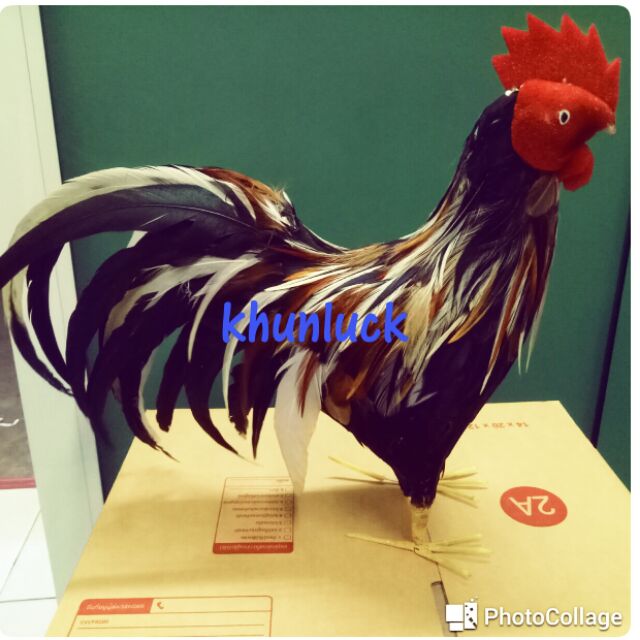 พร้อมส่ง. สูง 10 นิ้ว ไก่ชน ไก่ตัวผู้ใหญ่ พ่อไก่ แก้บน ไก่โชว์ ่