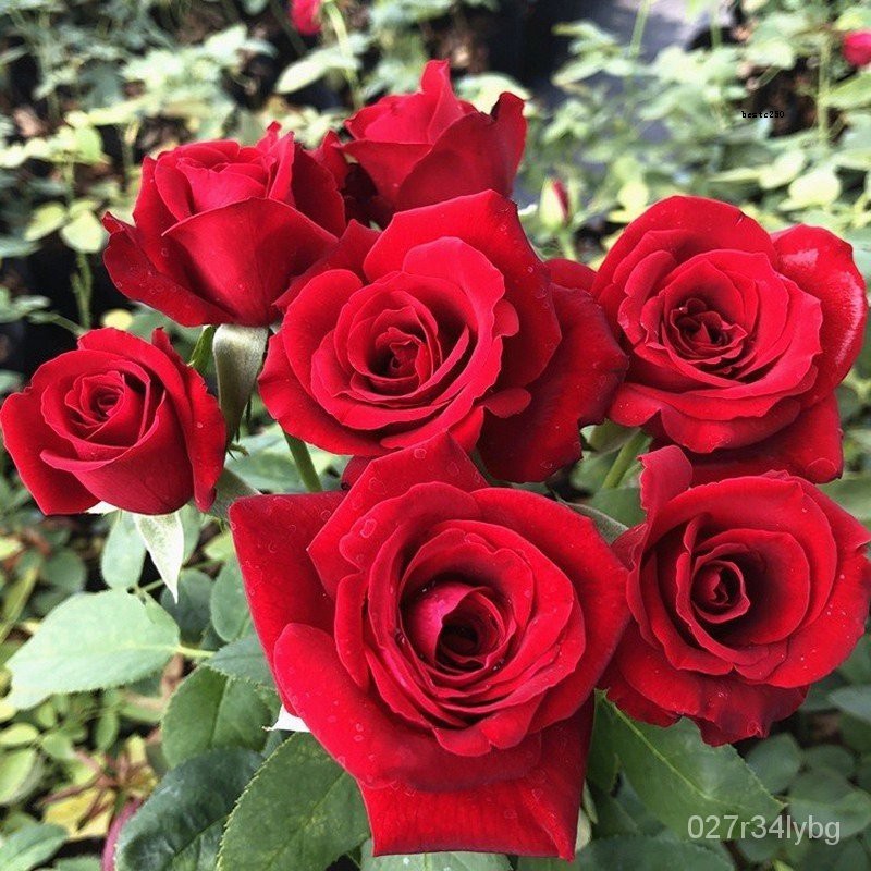 【COD】Rose Seeds Bonsai Flower Seeds Home Garden Balcony Plants Approx ...