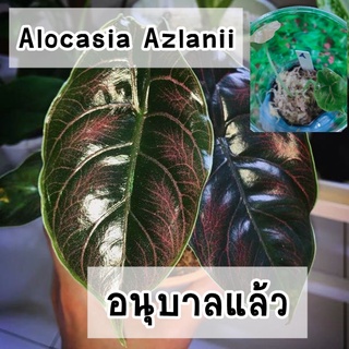 อโลคาเซียอัสลานีอาย (Alocasia Azlanii) ไม้เนื้อเยื่อ​ อนุบาลแล้ว