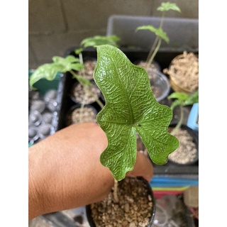 alocasia Jaclyn from Sulawesi