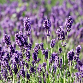 เมล็ดอวบอ้วน100%เมล็ดพันธุ์ ลาเวนเดอร์ อังกฤษ 200 เมล็ด English Lavender Flower เมล็ดพันธุ์แท้ นำเข้าจากต่างประเทศ ปลูกง