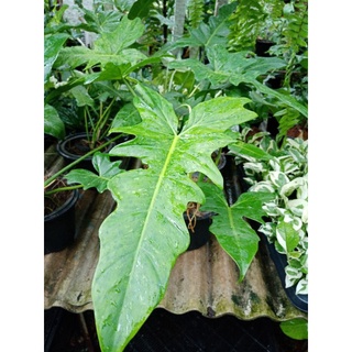 ฟิโลลายเมฆ/ฟิโลดราก้อน กระถาง​5-8​นิ้ว​ Philodendron