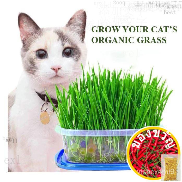 Grow your Cats organic Grass Cat Seed Cat Easy Grow Oat Kitedเมล็ดเชีย