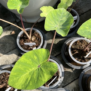 Colocasia lemon lime โคโลคาเซีย บอน ต้นไม้ใบสี