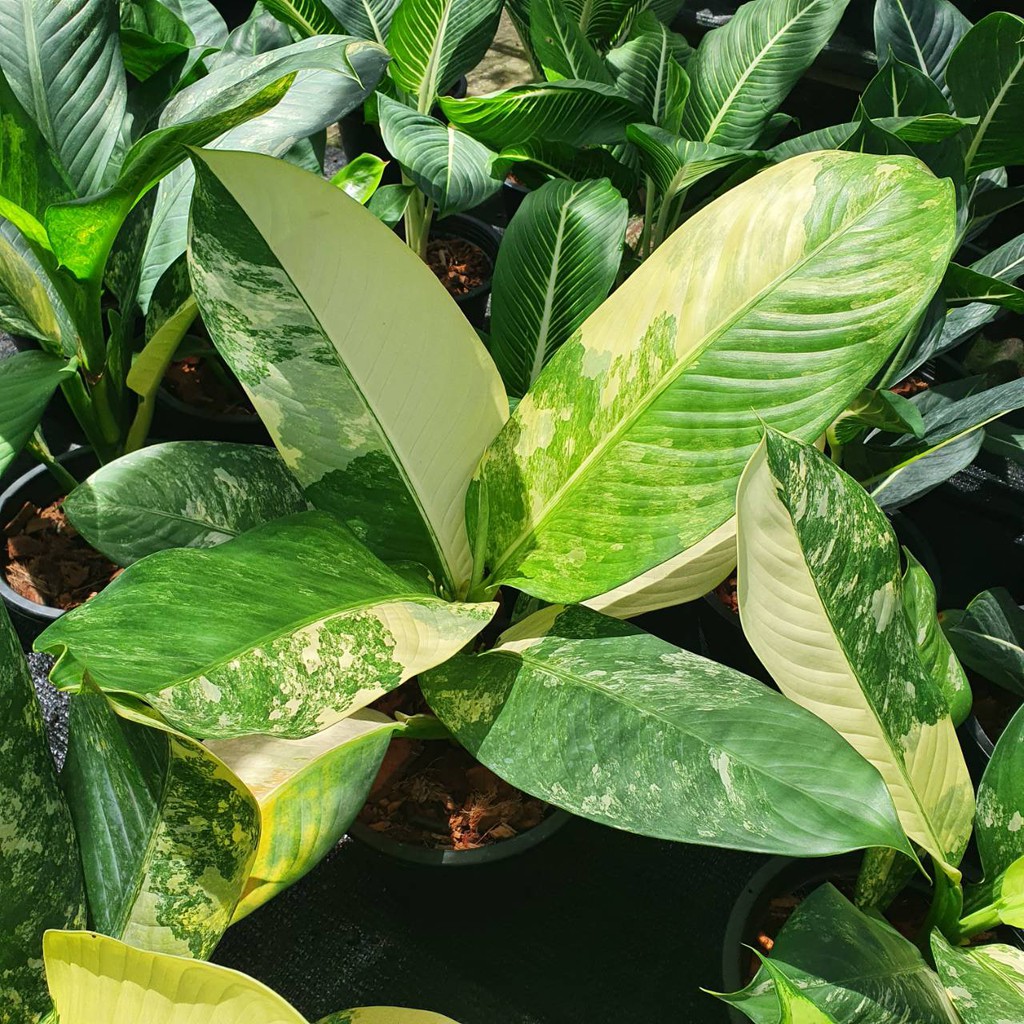 มุมมอง 6