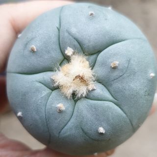 Lophophora williamsii ขนาดประมาณ 4-4.5 cm.