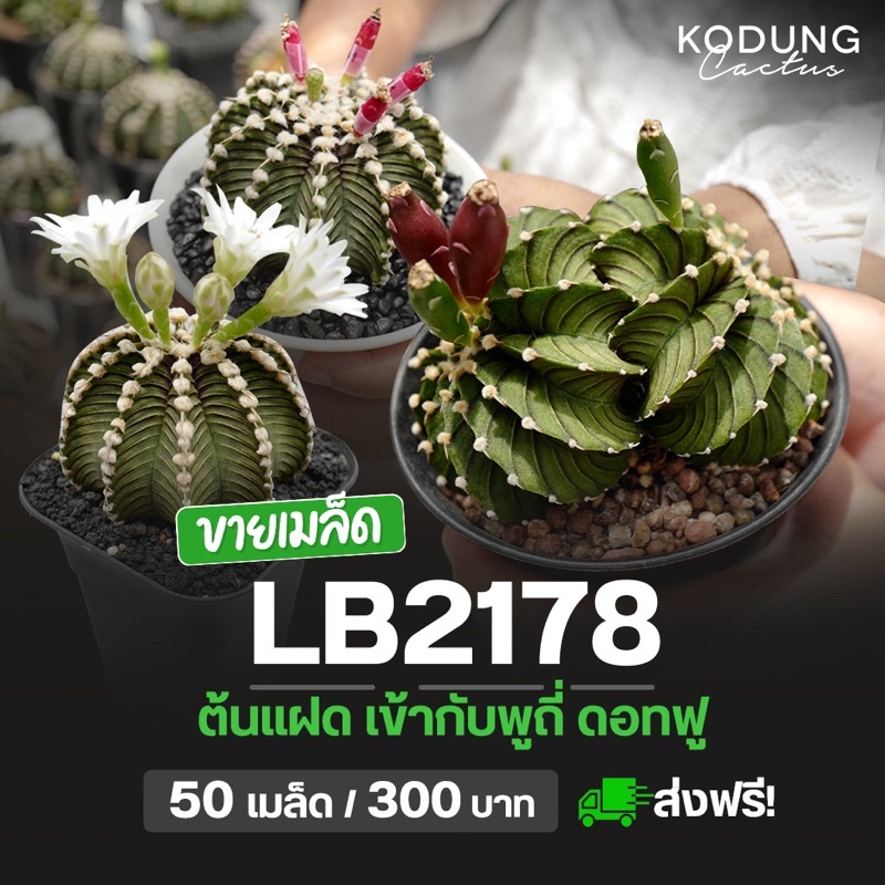 เมล็ดแคคตัส lb2178 แท้ 1,000% โปรส่งฟรี !!!! เชื้อคริส แฝด สีตอง ดอทฟู พูถี่