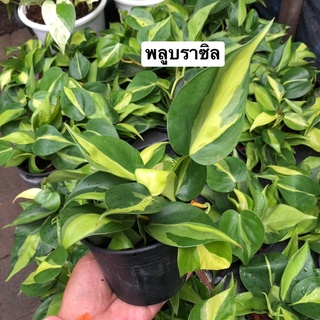 ขายส่ง29฿🪴กระถาง 3.5” ขั้นต่ำ4กระถ่าง พลูบราซิล Philodendron brasil ไม้ฟอกอากาศไว้ห้องนอนได้