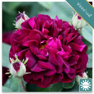 30 เมล็ด เมล็ดพันธุ์ กุหลาบ กุหลาบสีม่วง William Shakespeare Rose Seeds ดอกใหญ่