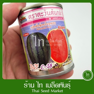 แตงโม กินรี C-28 ซี28 C28 เมล็ดพันธุ์ แตงโม เมล็ดแตงโม เมล็ดแตงโม ตรา ตะวันต้นกล้า บรรจุ 40 กรัม