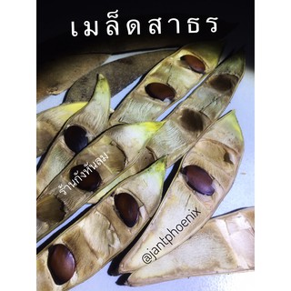 🌸สาธร,เมล็ดสาธรชุด50เม็ด88บาท เก็บมค.65