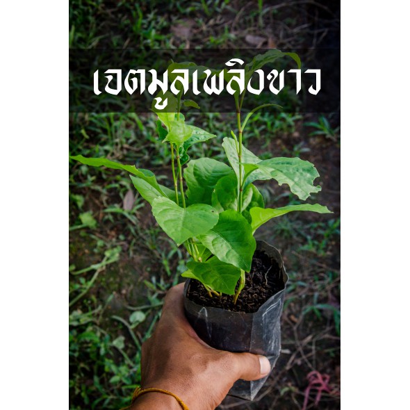 เจตมูลเพลิงขาว สมุนไพรไทยปลูกง่ายทนแล้งได้ดี