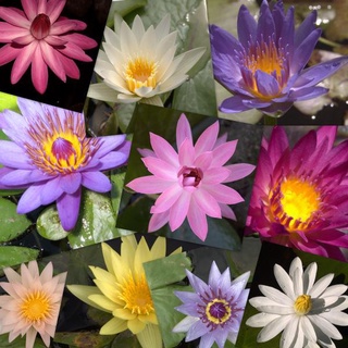 100 เมล็ด เมล็ดบัว คละสี นำเข้า บัวนอก สายพันธุ์เมล็ดบัว Waterlily Nymphaea Seeds