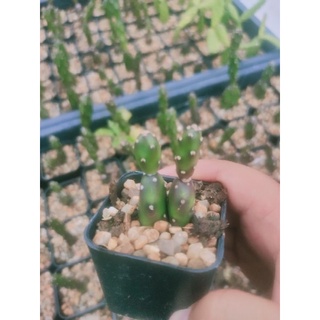 โอพันเทีย ตุ๊กตาไม้🌵 🎎🌵 (Opuntia elata)