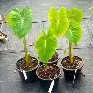 Colocasia Nancy โคโลคาเซียแนนซี่ ต้นใหญ่อวบ ในกระถาง8นิ้ว