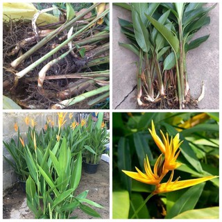 (3หัว) จำหน่ายเหง้าพันธุ์ ต้นเฮลิโคเนีย ต้น เฮลิโคเนีย สีเหลือง Heliconia