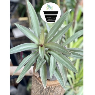 ว่านกาบหอย Tradescantia spathacea