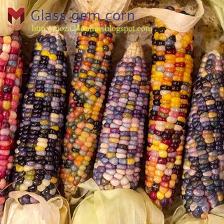 ข้าวโพดอัญมณีแก้ว(Glass gem corn)สีรุ้ง(20เมล็ด)