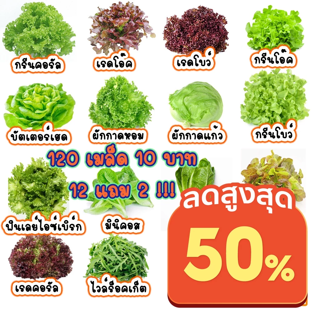 เมล็ดพันธุ์ผักสลัด ออแกนิค 100-300เมล็ด พร้อมคู่มือ