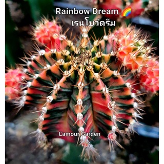 หน่อเด็ดสด แคคตัส (Gymno) "Rainbow Dream" (เรนโบว์ ดรีม) 🌈