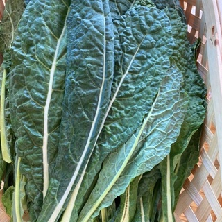 เคลไดโนเสาร์  100  เมล็ด 🔟แถม2️⃣