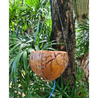 เปลือกลูกมะพร้าว สำหรับปลูกกล้วยไม้ พร้อมที่แขวน Coconut Shell for plants