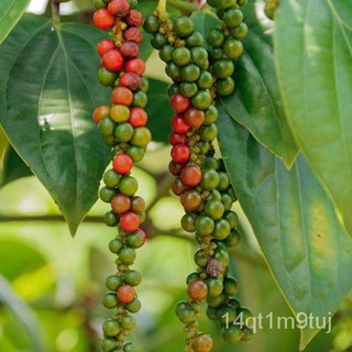 Peppercornเมล็ดพืชpaminta piper nigrumseeds/หมวก/ดอกไม้/กุหลาบ/ดอกทานตะวัน/เด็ก/เมล็ด/กางเกง/แอปเปิ้ล/กระโปรง/ ZLPI