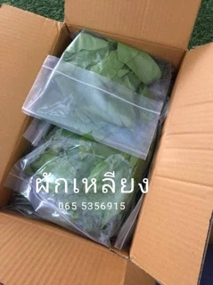ผักเหลียง ใบเหลียง สด เก็บทุกวันจากสวน น้ำหนัก 500 กรัม