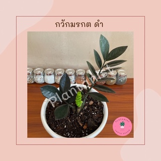 กวักมรกตด - ZZ plant “Raven” ไม้มาแรง ต้นใหญ่ เลี้ยงง่ายได้ทุกห้อง -Rare house plant