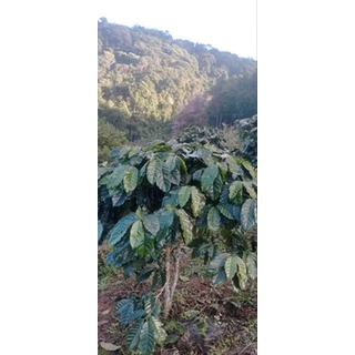 เมล็ดกาแฟคั่วปางขอน รัม บาเรล ไทย-บราซิล PangKhon Rum barrell Thai-Brazil Cerado [Est-Mountain]คั่วกลางเข้ม