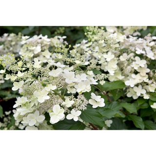 20 เมล็ด เมล็ดไฮเดรนเจีย Hydrangea Seeds สีฟ้า ไฮเดรนเยียสายพันธุ์ฝรั่งเศส