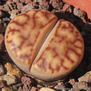 Lithops bromfieldii (10 seeds)