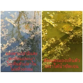 แว่นยิงปลา บนบกเลนส์ชาตัดแสงเห็นตัวปลาใต้น้ำชัดมาก🐟🐟🐟 นิยมใส่ยิงปลา ตกปลากันมากรุ่นนี้