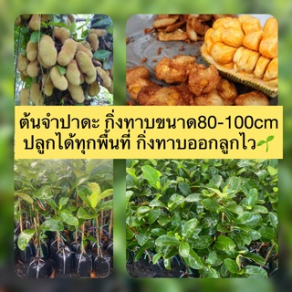 ต้นจําปาดะ (พันธุ์รวงทอง)กิ่งทาบขนาด80-100cm ปลูกได้ทุกพื้นที่ กิ่งทาบออกลูกไว🌱