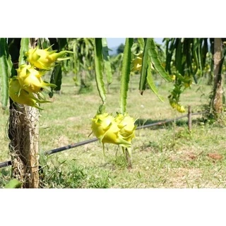 กิ่งพันธุ์แก้วมังกรสีเหลือง