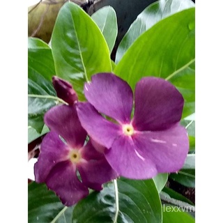 อินโดนีเซียVinca/Periwinkle Juntai 99 (10 seeds) บ้านและสวน/แม่และเด็ก/ดอกไม้/แอปเปิ้ล/หมวก/สร้อยข้อมือ/เมล็ด/คื่นฉ่าย/ก