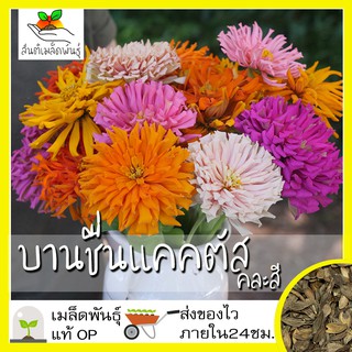 เมล็ดพันธุ์ บานชื่นแคคตัสคละสี 100 เมล็ด Mixed Cactus Zinnia Seed เมล็ดพันธุ์แท้ นำเข้าจากต่างประเทศ ปลูกผัก บานชื่น ดี