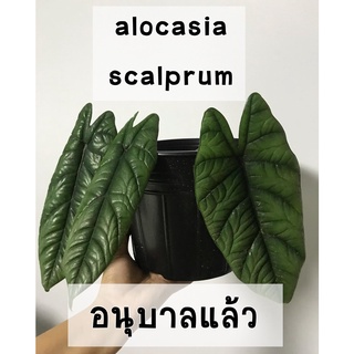 alocasia scalprum อนุบาลแล้ว