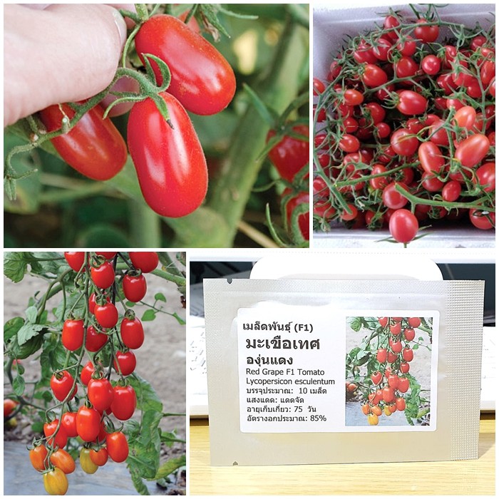 เมล็ดพันธุ์ มะเขือเทศ องุ่นแดง (Red Grape F1 Tomato Seed) บรรจุ 10 เมล็ด คุณภาพดี ของแท้ 100%