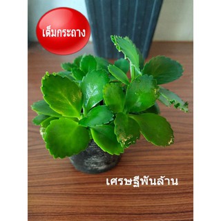 #เศรษฐีพันล้าน ต้นไม้มงคล ต้นไม้ฟอกอาศ " คุณแม่ลูกดก"